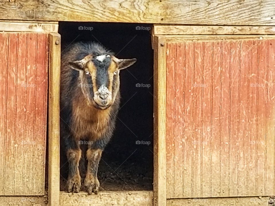 Goat Peeking