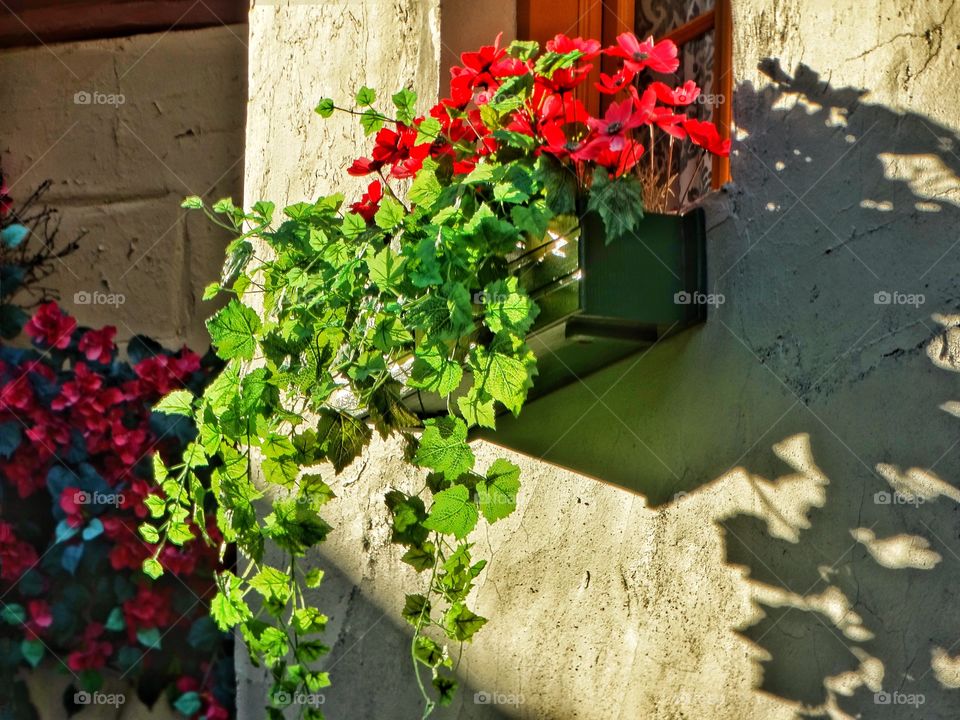 Hanging Bougainvillea
