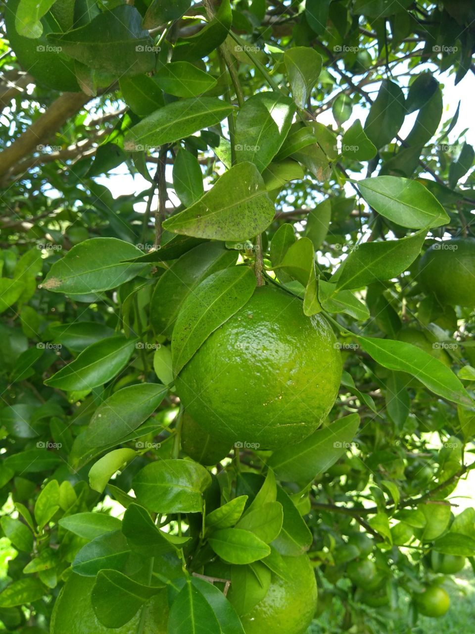 A Green Tangerine pending of a tree in Brazil