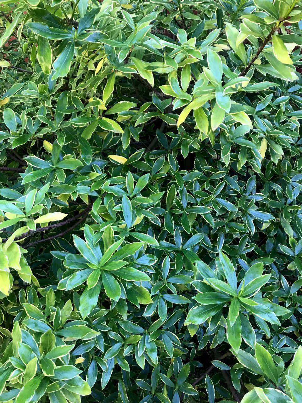 Close up of green leaves on a daphne bush. 