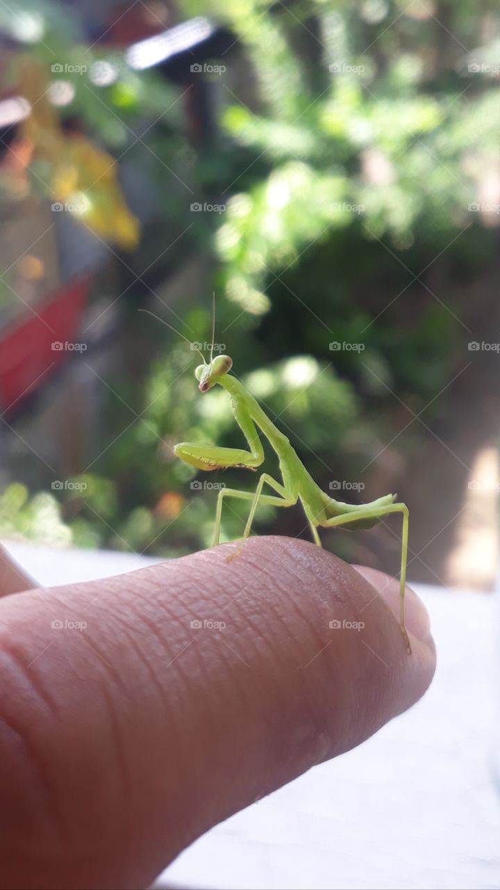 I like to capture micro shots of them. this mantis has only one hand. maybe it had it's accident before i found him. so when i noticed that, i give it a home.