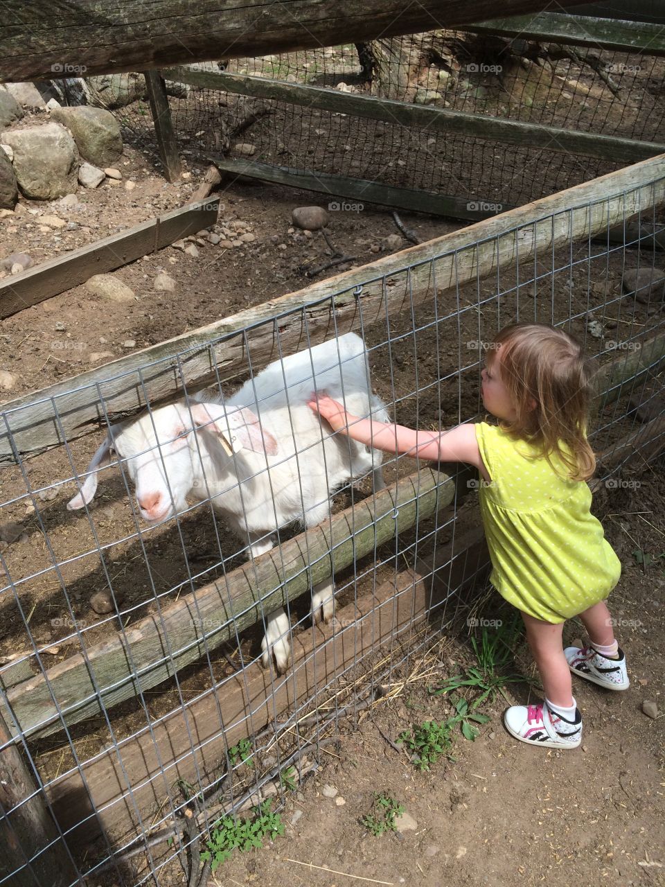 Goat, Down syndrome, farm