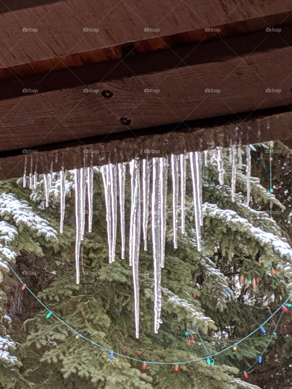 Icicles formed in the dead of winter