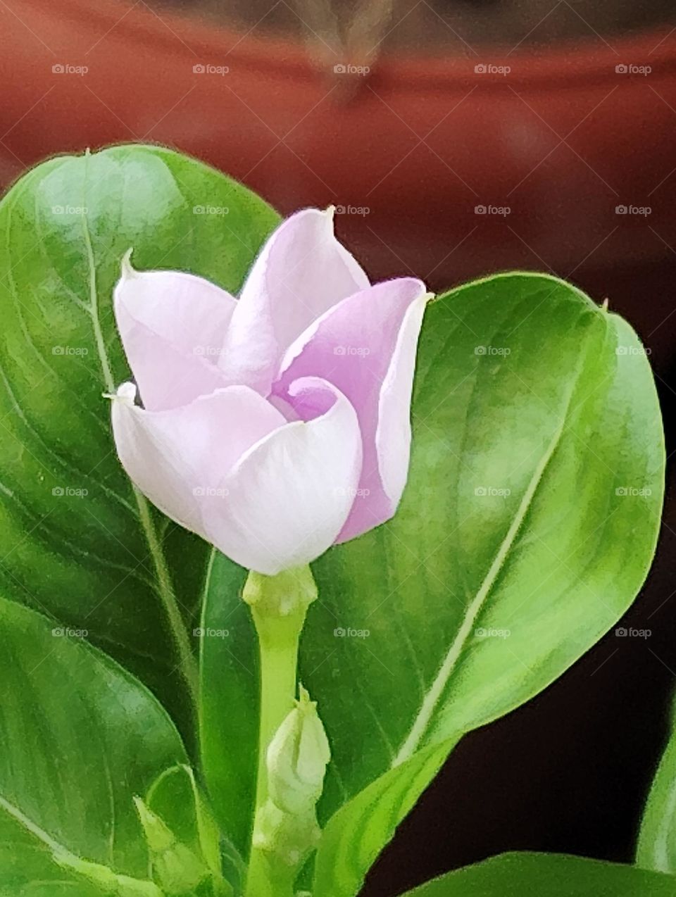 periwinkle pink flower seasonal fresh shurb small size looks very beautiful generally found everywhere