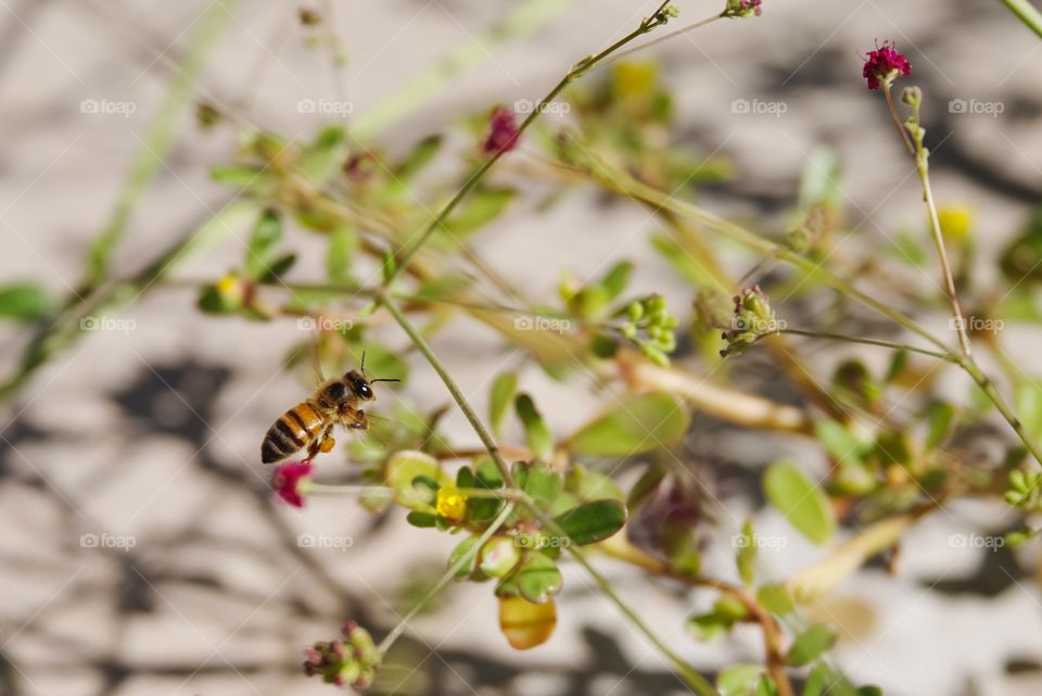 Bee collecting pollen.