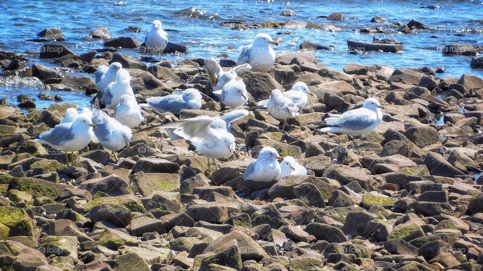 Windy seagulls