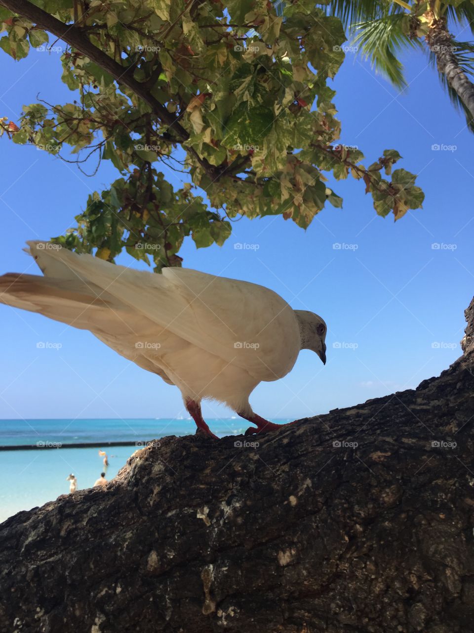 Bird, No Person, Nature, Sky, Water