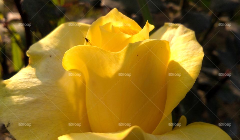 Yellow rose with beautiful natural background