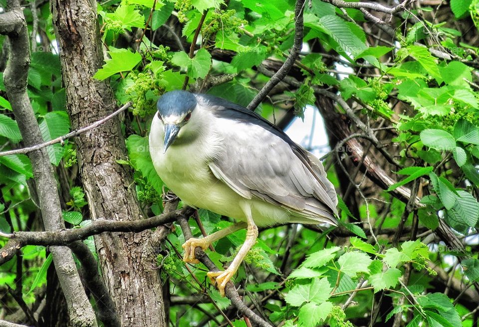 Black crowned Night Heron