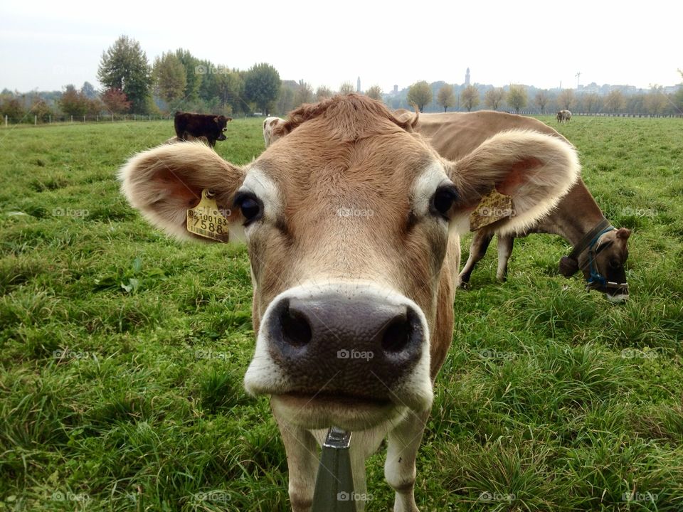close-up of a grazing cow