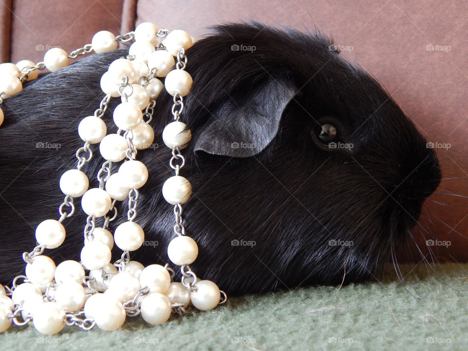 Luxury guinea pig