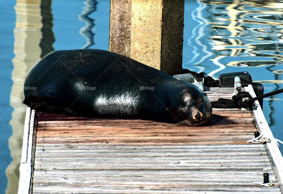 I am so amazed when I saw this on the wild! Memories from California