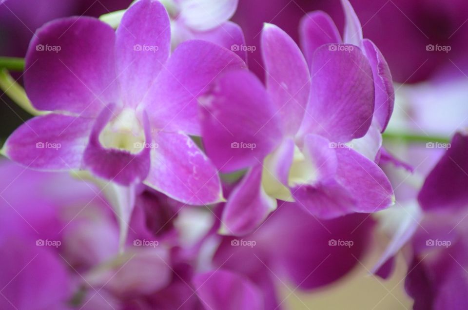Orchid
