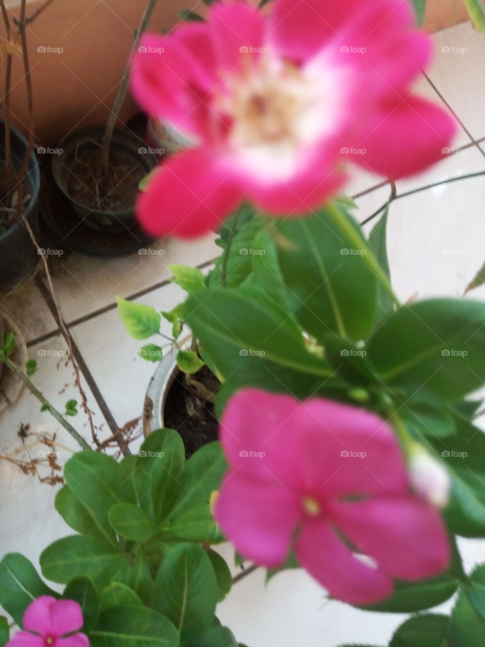 prewinkle meets rose