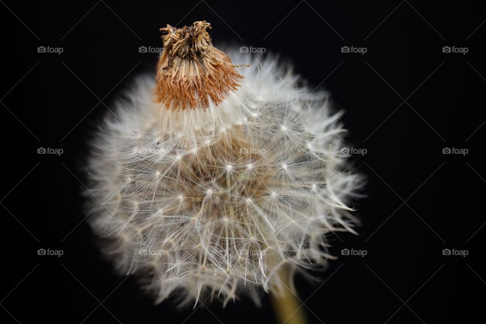 dried dandelion flower