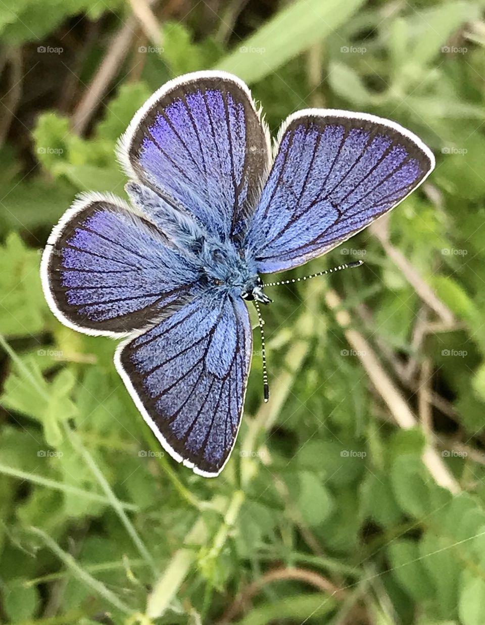 Blue butterfly 