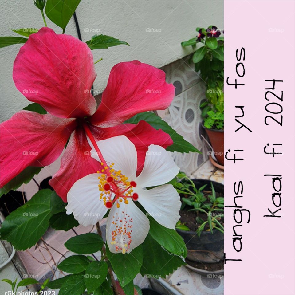 double hibiscus red and white