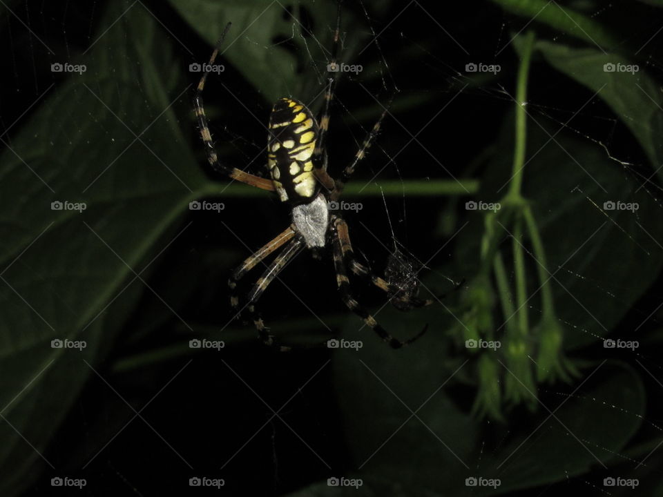 yellow and black spider on web at night