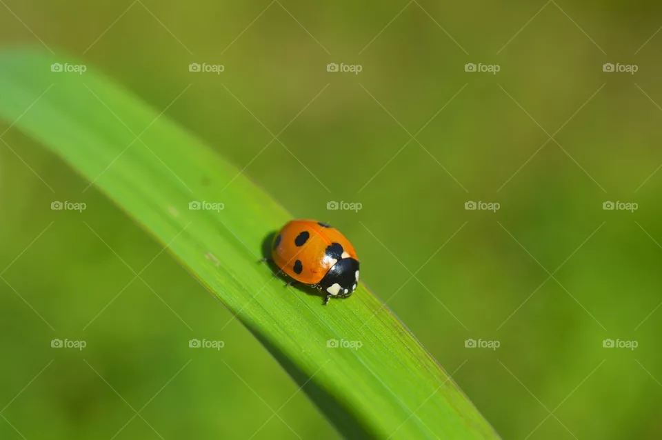 macro