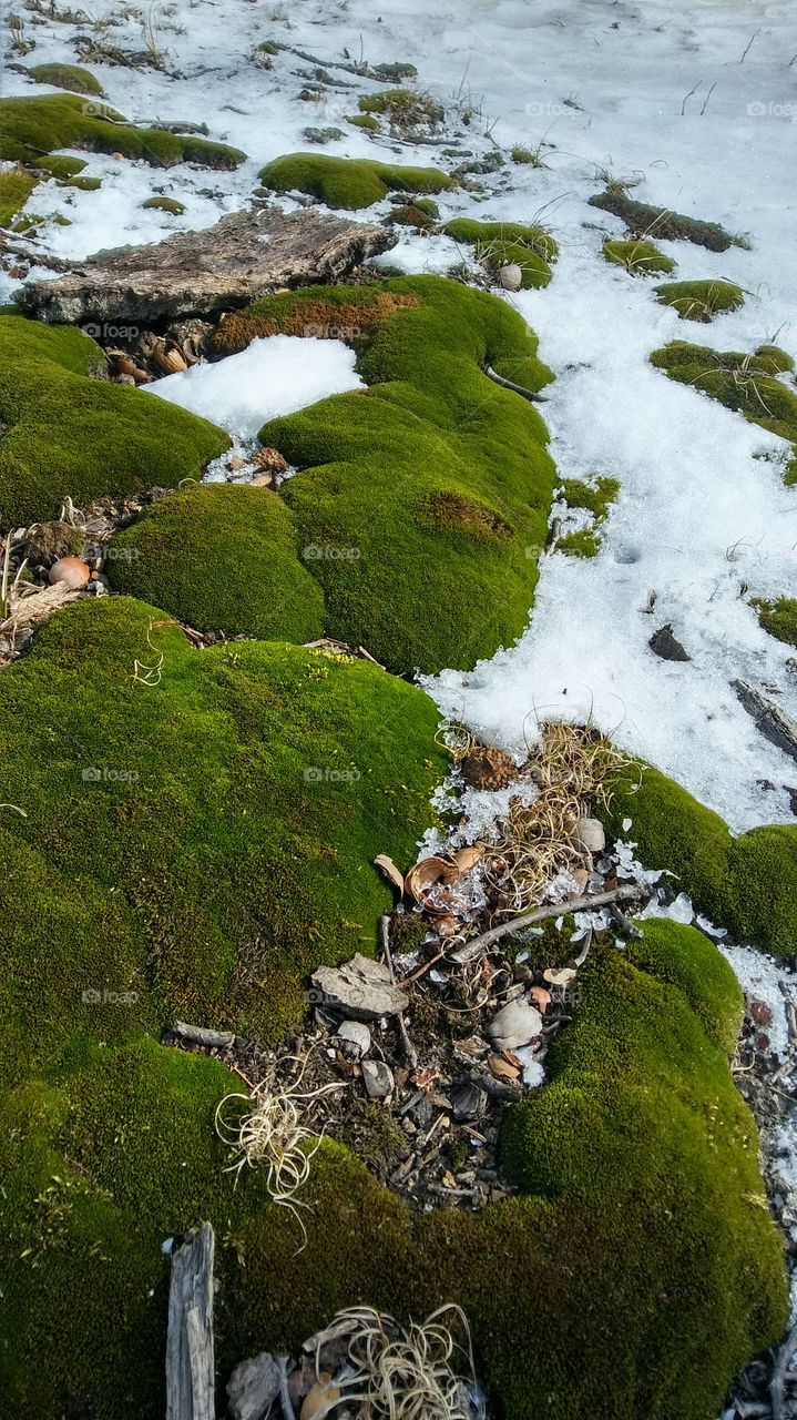Moss in Snow 01