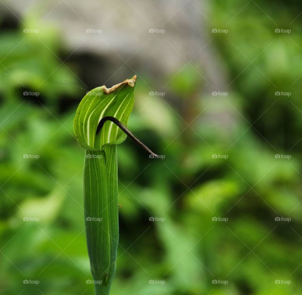 Nature , cobra lilly 