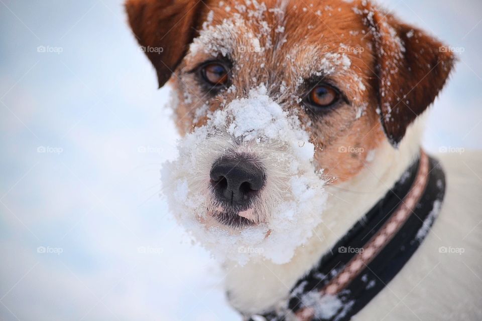 Snowy dog