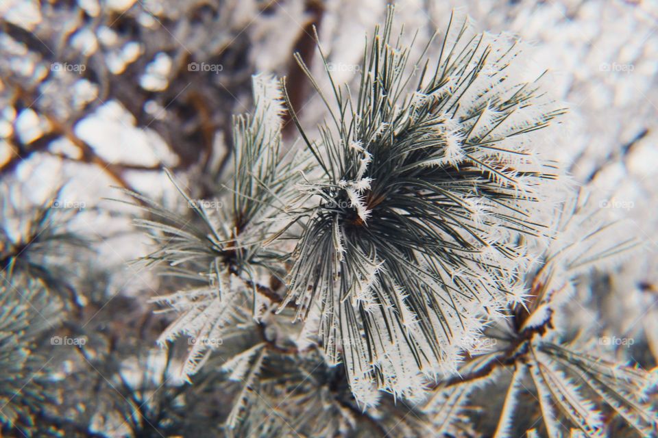 Winter Pine