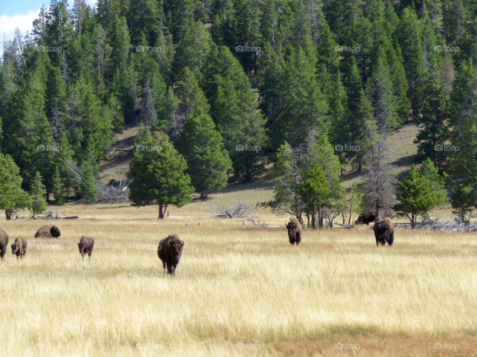 Bison in Yellowstone 