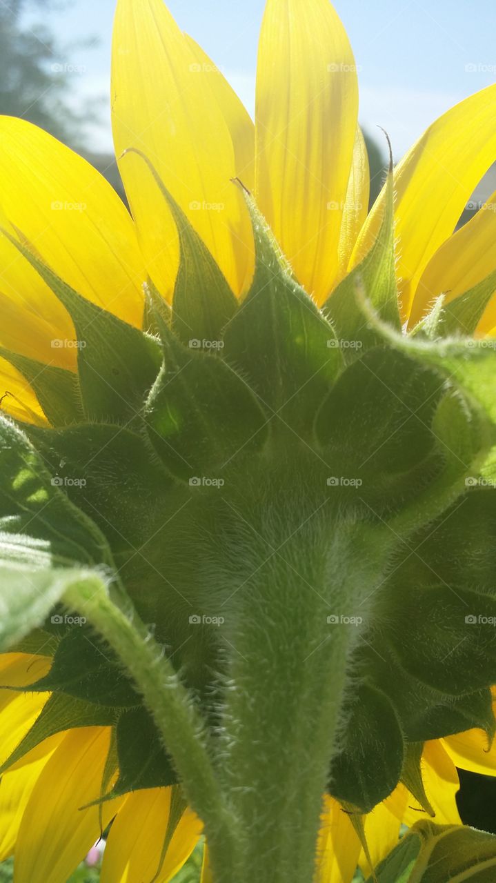 Back sun flower. Beautiful flower yellow. 