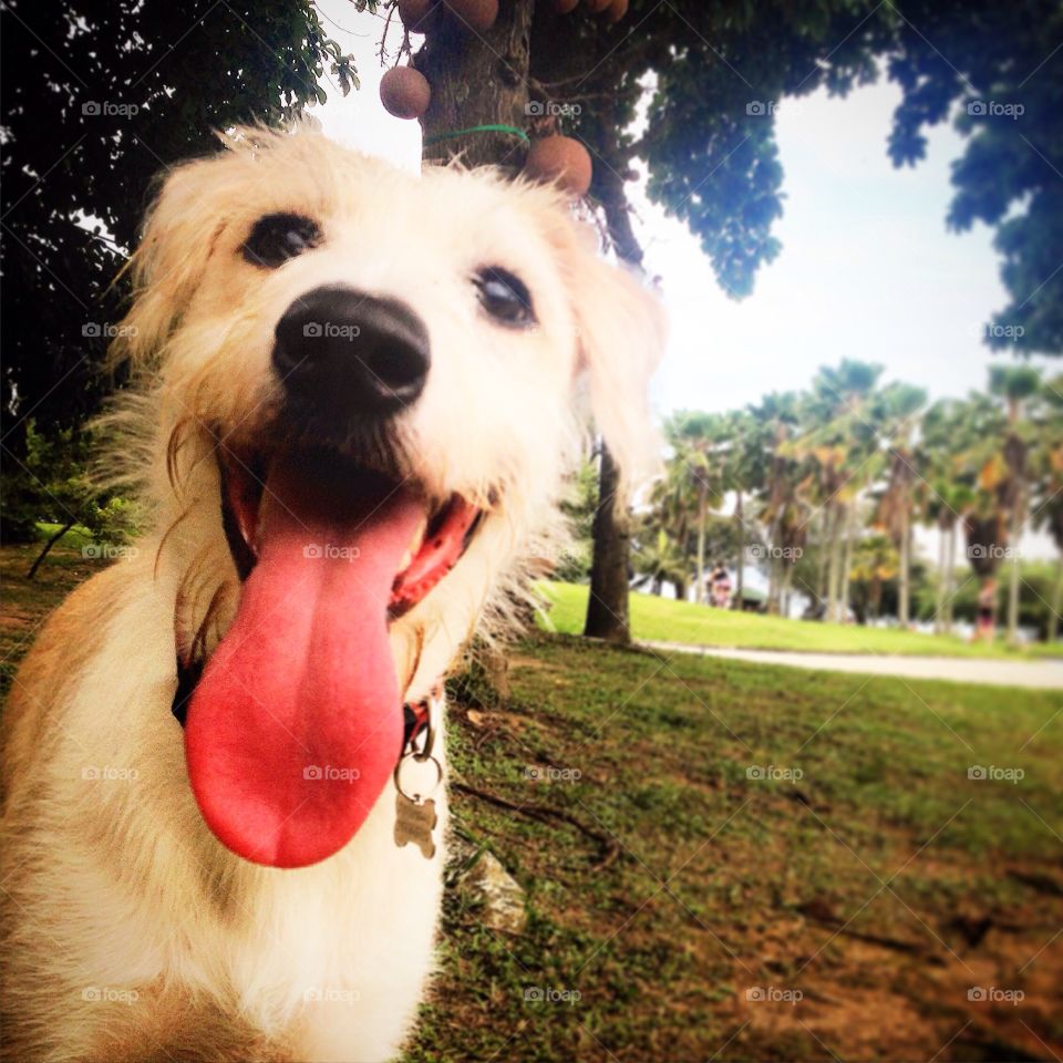 Selfie dog at the park