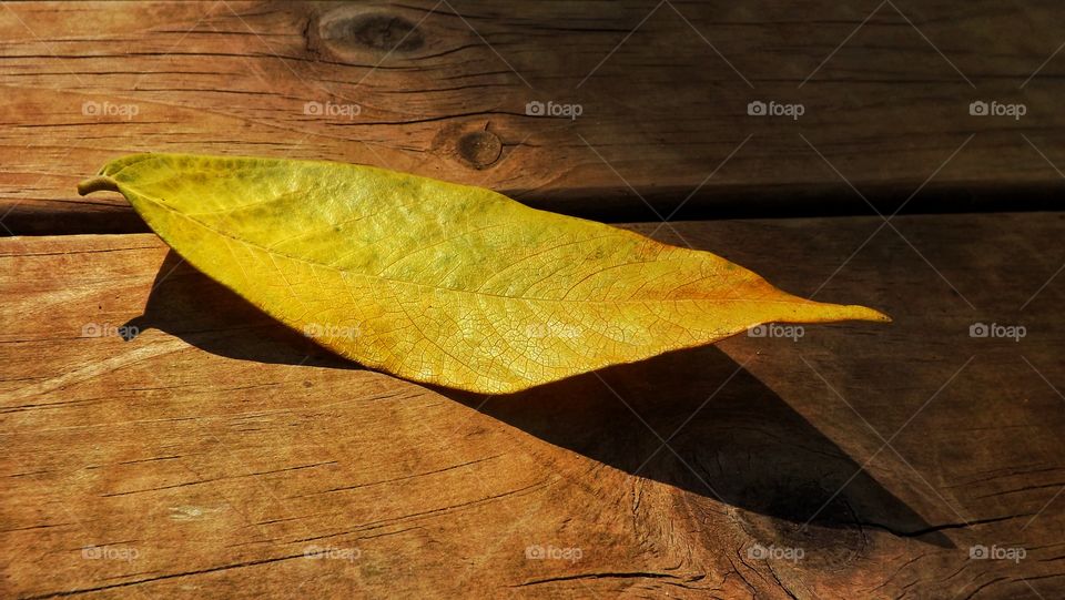 Yellow leaf shadow on deck