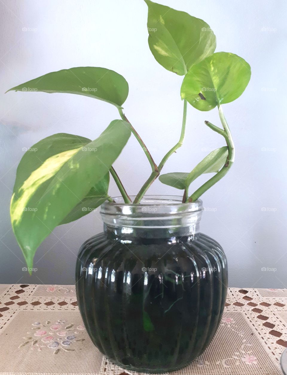 My plant ,Golden pothos