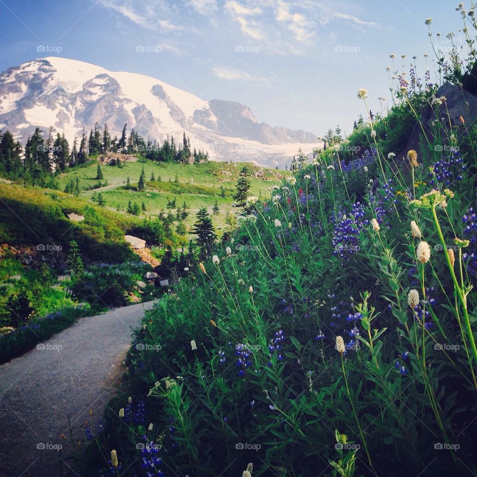 Snowcapped mountain and wildflowers