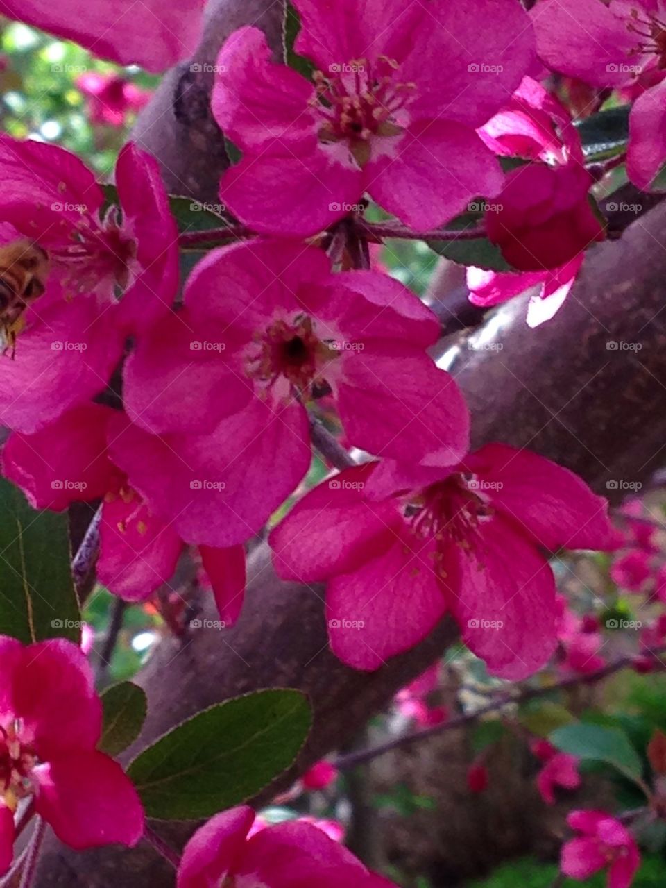 Tree blossoms