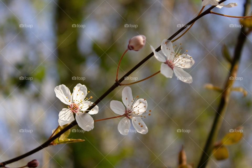 Let spring begin 🌸