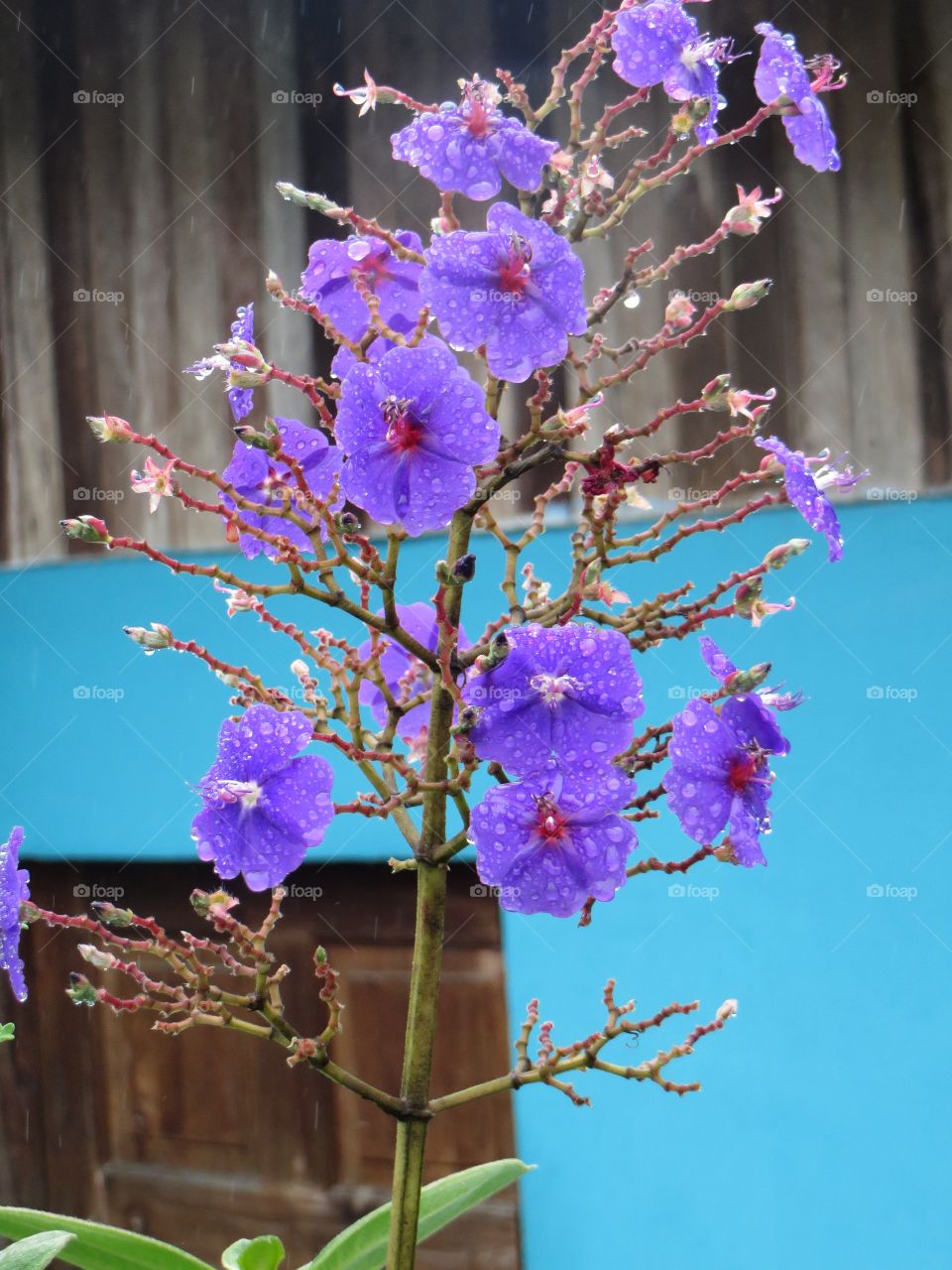 Purple flower in rain