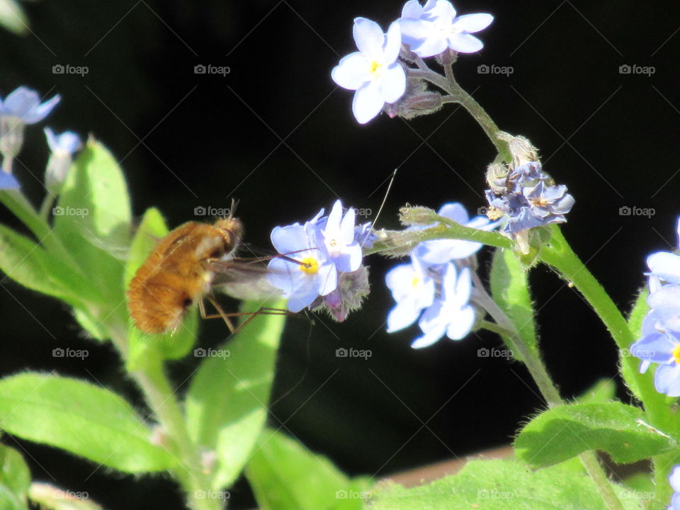 Bee fly and forget-me-not flowers