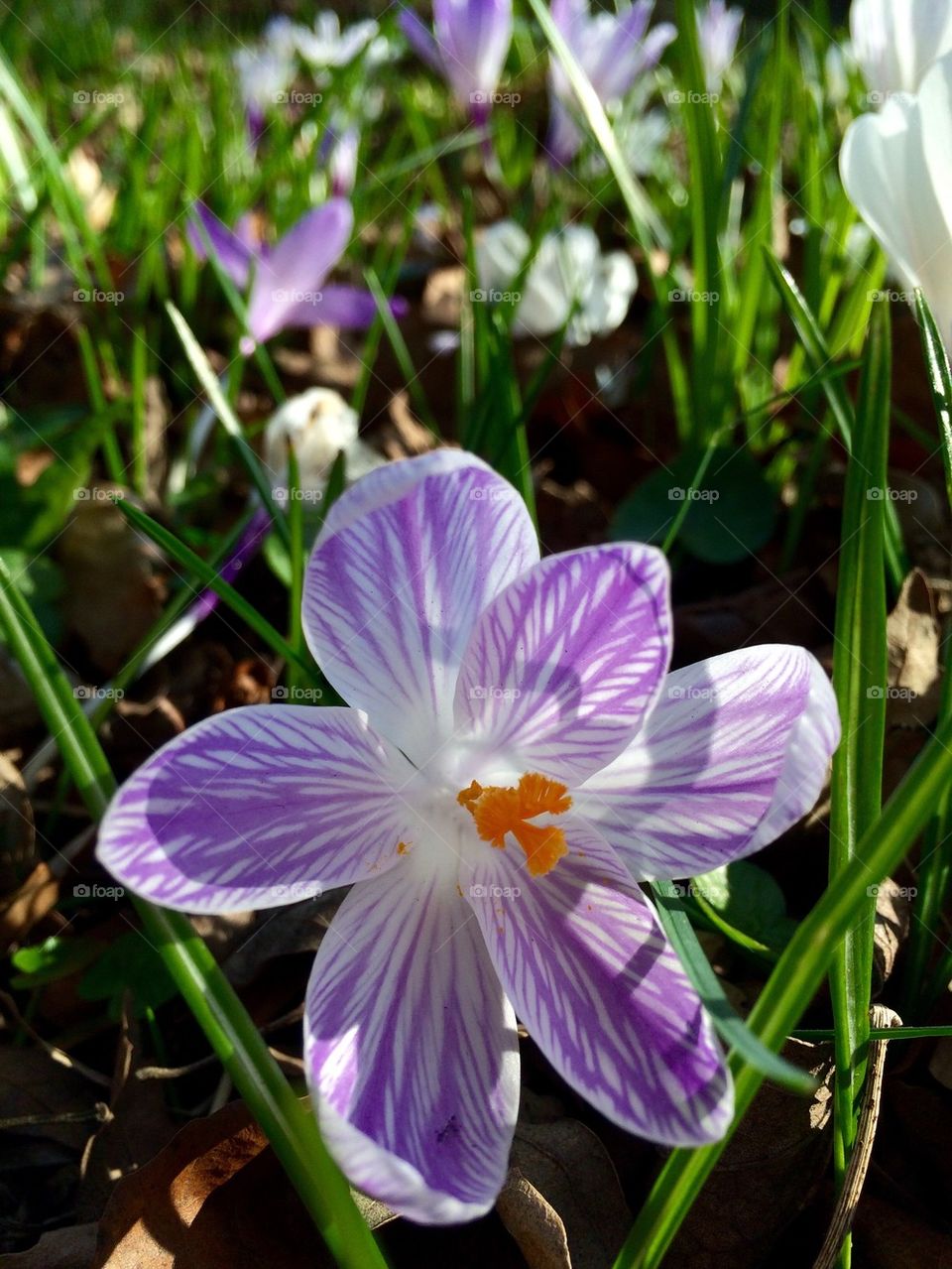 Crocus In The Park