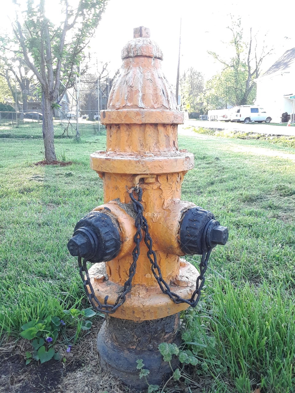 Orange Fire Hydrant in a yard