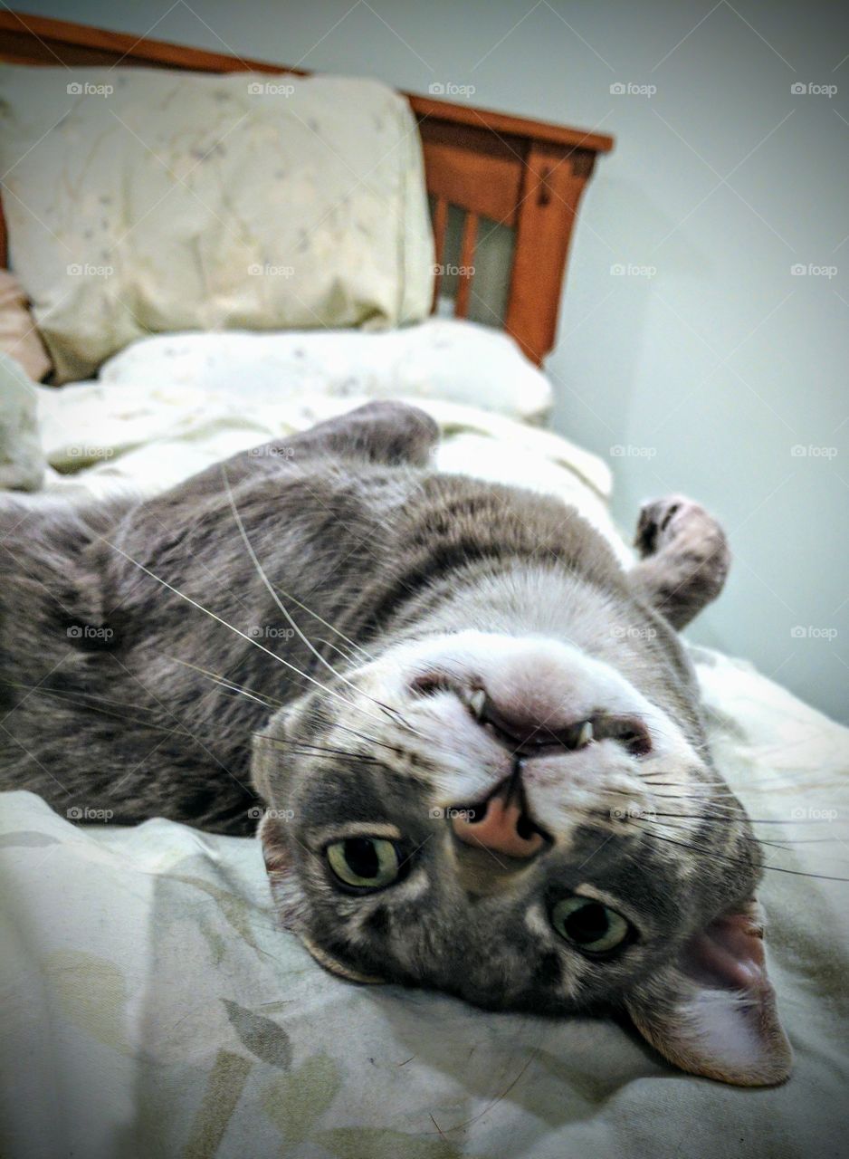 Crazy Upside Down Cat