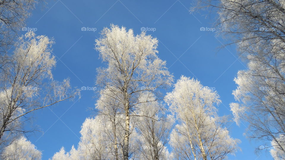 frost on birches in the Ural forest