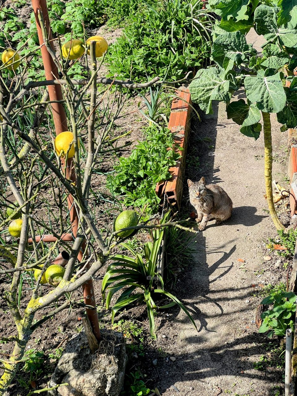 Cat in the garden 