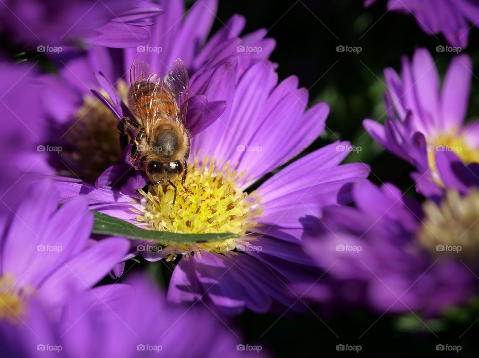 Honey bee searching for nectar