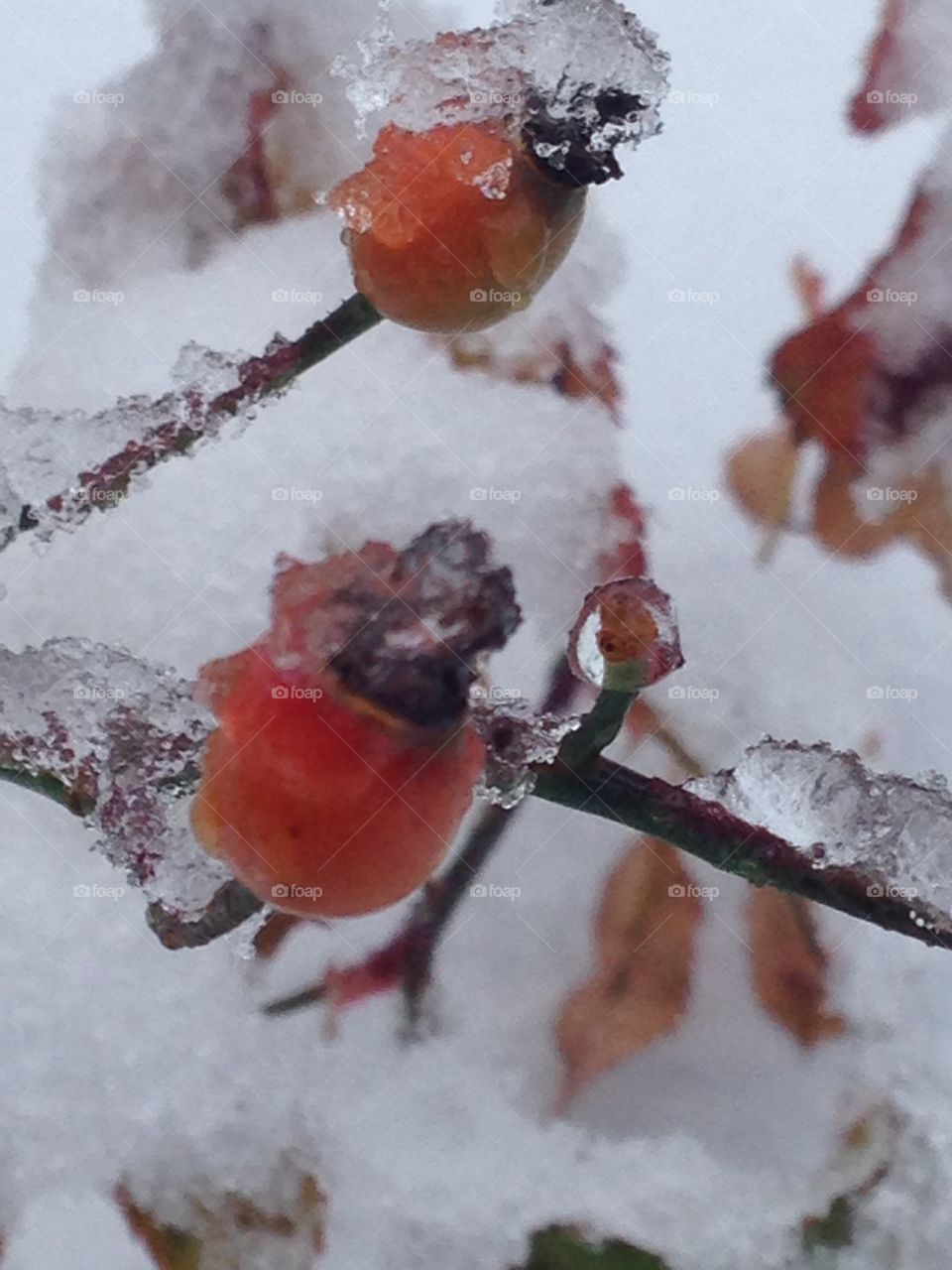 Frozen rose buds