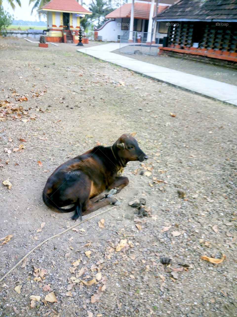 Pets are the part of life and life without pets are like world without water π and it's so beautiful if pets are in !