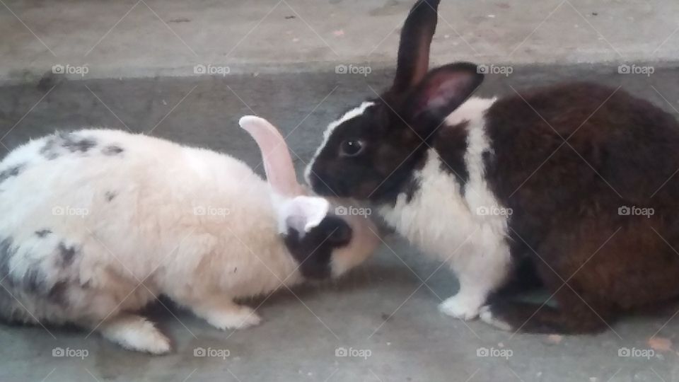 White and Black Rabbit UP India