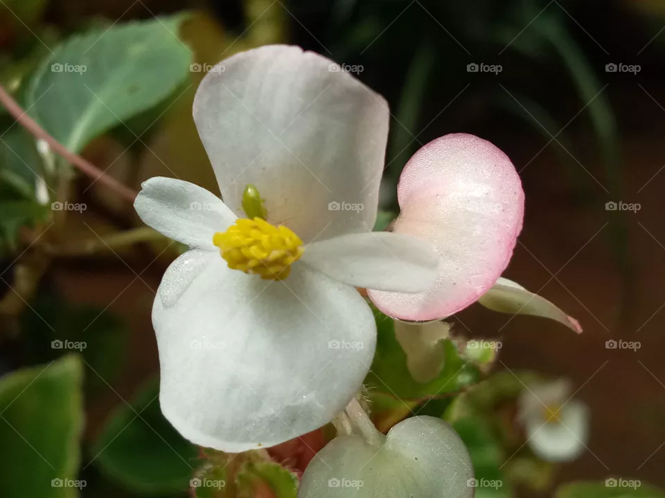white Lilly