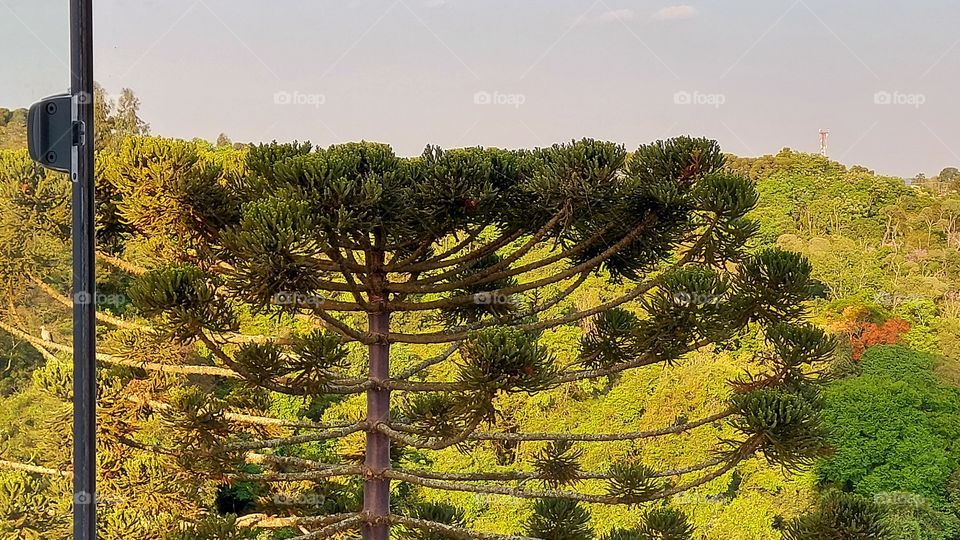 Minha árvore linda que avisto da minha janela! Uma beleza que acolhe pássaros, insetos e meu olhos pousam todas as horas que posso.