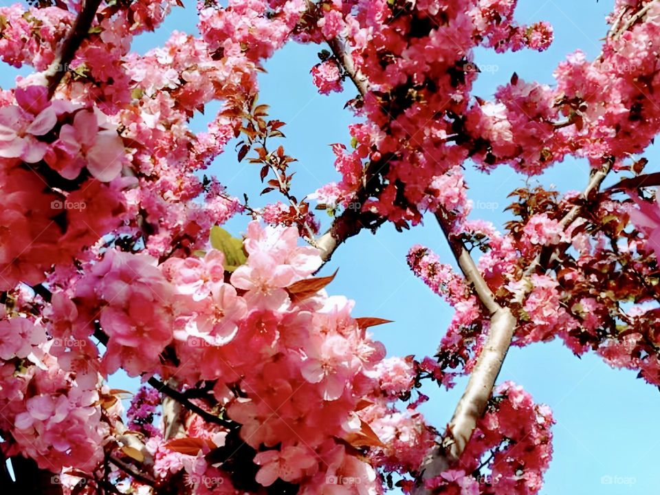 Pink flowers under blue sky