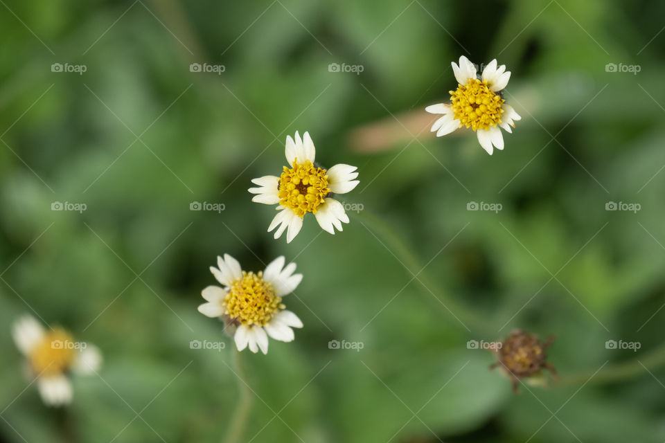 Grass flower